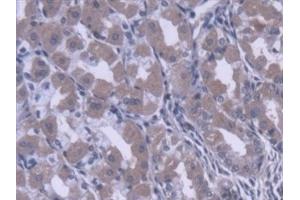 Immunohistochemistry (IHC) image for anti-Carboxylesterase 1 (CES1) (AA 18-299) antibody (ABIN7444436)