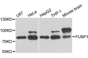 Western blot analysis of extracts of various cell lines, using FUBP1 antibody. (FUBP1 抗体)