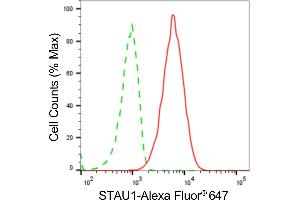 Flow cytometric analysis of STAU1 expression in HT- cells using STAU1antibody (ABIN7800434), 1:2,000). (Recombinant STAU1/Staufen 抗体)