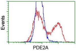 HEK293T cells transfected with either RC207219 overexpress plasmid (Red) or empty vector control plasmid (Blue) were immunostained by anti-PDE2A antibody (ABIN2454148), and then analyzed by flow cytometry. (PDE2A 抗体)