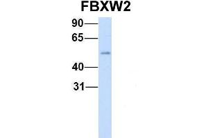 Host:  Rabbit  Target Name:  FBXW2  Sample Type:  Human Fetal Heart  Antibody Dilution:  1. (FBXW2 抗体  (Middle Region))