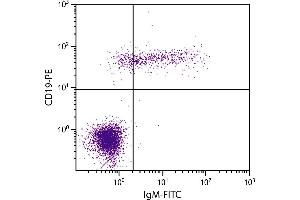 Human peripheral blood lymphocytes were stained with Mouse Anti-Human IgM-FITC. (小鼠 anti-人 IgM Antibody (FITC))