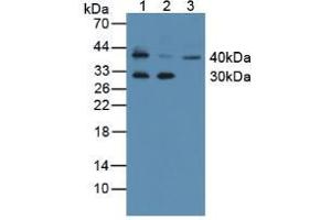 Western blot analysis of (1) Mouse Thymus Tissue, (2) Mouse Skin Tissue and (3) Human K562 Cells. (Kallikrein 11 抗体  (AA 39-282))