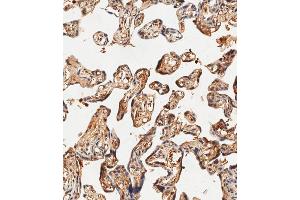 Immunohistochemical analysis of paraffin-embedded human placenta tissue using (ABIN1881403 and ABIN2838826) performed on the Leica® BOND RXm. (Hemoglobin, epsilon 1 (HBe1) (AA 55-83) 抗体)