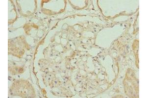 Immunohistochemistry of paraffin-embedded human kidney tissue using ABIN7166332 at dilution of 1:100 (RP2 抗体  (AA 1-350))