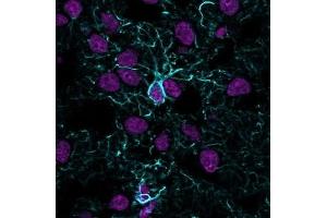 Immunofluorescence Analysis of methanol-fixed human cerebral cortex cryosection stained with CF405S Recombinant Rabbit Anti-GFAP (ASTRO/1974R) (blue) and CF647 Monoclonal Mouse Anti-Histone H1 (HH1/957) (magenta). (Recombinant GFAP 抗体)