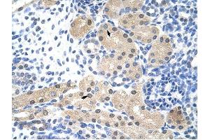 RNASEH2A antibody was used for immunohistochemistry at a concentration of 4-8 ug/ml to stain Epithelial cells of renal tubule (arrows) in Human Kidney. (RNASEH2A 抗体  (Middle Region))
