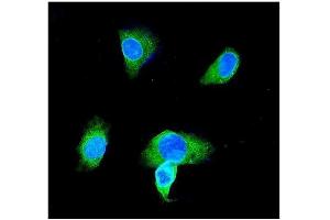 IF analysis of GST3/GST pi using anti-GST3/GST pi antibody (ABIN3042437). (GSTP1 抗体  (AA 2-210))