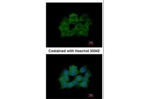 ICC/IF Image Immunofluorescence analysis of paraformaldehyde-fixed A431, using ABR, antibody at 1:500 dilution. (ABR 抗体  (C-Term))