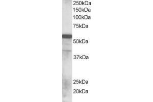 ABIN184931 staining (0. (RNF8 抗体  (N-Term))