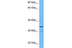 Host:  Rabbit  Target Name:  WNT7B  Sample Tissue:  Human PANC1 Whole Cell  Antibody Dilution:  1ug/ml