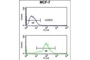HCCA2 Antibody (N-term) (ABIN653299 and ABIN2842801) flow cytometry analysis of MCF-7 cells (bottom histogram) compared to a negative control cell (top histogram). (MOB2 抗体  (N-Term))