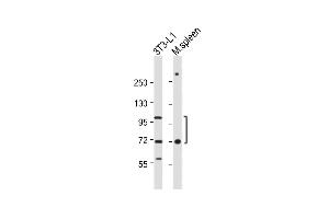 All lanes : Anti-CD36 Antibody (Center) at 1:1000 dilution Lane 1: 3T3-L1 whole cell lysate Lane 2: Mouse spleen whole tissue lysate Lysates/proteins at 20 μg per lane. (CD36 抗体  (AA 213-242))