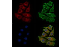 ABIN6259184 and ABIN6275514 staining HepG2 cells by IF/ICC.