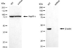 Western blotting analysis using β-actin antibody (ABIN7797467).
