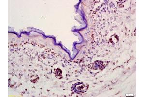 Formalin-fixed and paraffin embedded mouse embryo labeled with Anti-FGF23 Polyclonal Antibody, Unconjugated (ABIN714461) at 1:200 followed by conjugation to the secondary antibody and DAB staining (FGF23 抗体  (AA 21-120))
