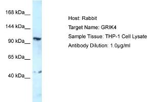 Host: Rabbit Target Name: GRIK4 Sample Type: THP-1 Whole Cell lysates Antibody Dilution: 1. (GRIK4 抗体  (C-Term))