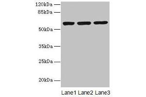 Western Blotting (WB) image for anti-Mesoderm Induction Early Response 1, Family Member 2 (MIER2) (AA 1-545) antibody (ABIN7159418)