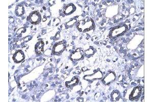 Image no. 3 for anti-Forkhead Box P1 (FOXP1) (AA 223-270) antibody (ABIN202867) (FOXP1 抗体  (AA 223-270))