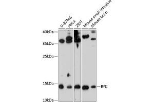 Western blot analysis of extracts of various cell lines, using RFK antibody (ABIN6128627, ABIN6146889, ABIN6146890 and ABIN6224905) at 1:3000 dilution. (Riboflavin Kinase 抗体  (AA 1-155))