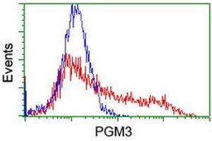 HEK293T cells transfected with either RC201522 overexpress plasmid (Red) or empty vector control plasmid (Blue) were immunostained by anti-PGM3 antibody (ABIN2455901), and then analyzed by flow cytometry. (Phosphoglucomutase 3 抗体)