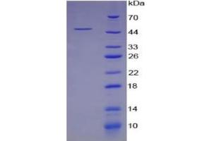 SDS-PAGE of Protein Standard from the Kit (Highly purified E. (GOT1 ELISA 试剂盒)