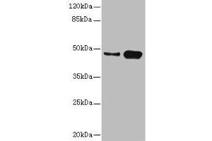 Western blot All lanes: CSNK1G2 antibody at 4.