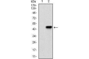Western blot analysis using PRKACA mAb against HEK293 (1) and PRKACA (AA: 1-120)-hIgGFc transfected HEK293 (2) cell lysate.