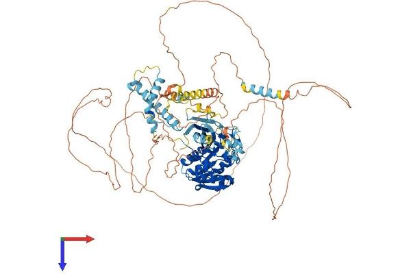 TGS1 Protein (AA 1-853) (His tag)