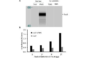 Transcription factor assay of fosB from nuclear extracts of K562 cells or K562 cells treated with PMA (50 ng/ml) for 3 hr. (FOSB ELISA 试剂盒)