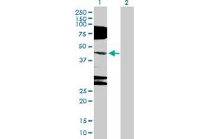 Western Blot analysis of NR2E1 expression in transfected 293T cell line by NR2E1 MaxPab polyclonal antibody. (NR2E1 抗体  (AA 1-385))