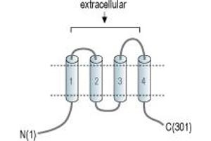 anti-ORAI Calcium Release-Activated Calcium Modulator 1 (ORAI1) (Extracellular) antibody