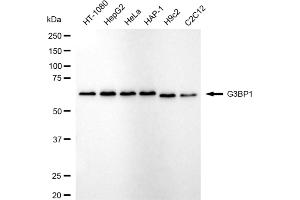 Western blotting analysis using G3BP1 antibody (ABIN7798816). (Recombinant G3BP1 抗体)