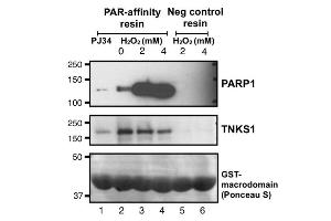 Western blot of Poly-ADP-ribosylated PARP1 and TNKS1 in MDCK cells using PAR-affinity resins.