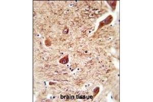 CORO7 antibody (N-term) (ABIN654722 and ABIN2844411) immunohistochemistry analysis in formalin fixed and paraffin embedded human brain tissue followed by peroxidase conjugation of the secondary antibody and DAB staining. (Coronin 7 抗体  (N-Term))