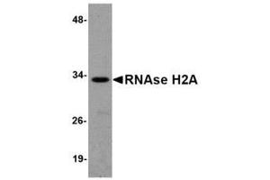 Image no. 1 for anti-Ribonuclease H2, Subunit A (RNASEH2A) (Internal Region) antibody (ABIN341722) (RNASEH2A 抗体  (Internal Region))