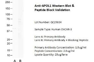 Host: Rabbit Target Name: APOL1 Sample Type: Human OVCAR-3  Lane A: Primary Antibody  Lane B: Primary Antibody + Blocking Peptide  Primary Antibody Concentration: 1. (APOL1 抗体  (N-Term))