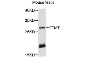 Western blot analysis of extracts of mouse testis, using FTMT antibody (ABIN6293135) at 1:3000 dilution. (Ferritin Mitochondrial 抗体)