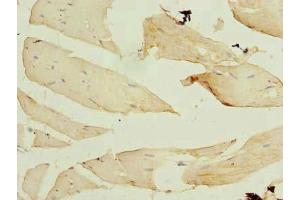 Immunohistochemistry of paraffin-embedded human skeletal muscle tissue using ABIN7152429 at dilution of 1:100 (F-Box Protein 3 抗体  (AA 201-500))
