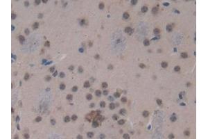 Used in DAB staining on fromalin fixed paraffin- embedded kidney tissue (HSD17B12 抗体  (AA 1-312))