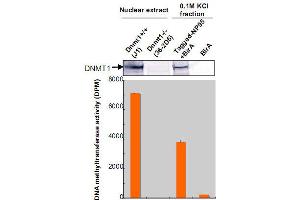 Catalytic activity of NP95 associated Dnmt1 in HeLa cells. (DNMT1 抗体  (AA 1-248))