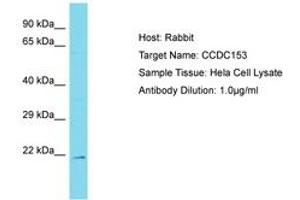 Image no. 1 for anti-Coiled-Coil Domain Containing 153 (CCDC153) (AA 89-138) antibody (ABIN6750785) (CCDC153 抗体  (AA 89-138))