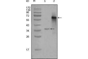 Western Blot showing NCOA3 antibody used against truncated Trx-NCOA3 recombinant protein (1) and truncated NCOA3 (aa1-200)-hIgGFc transfected CHOK1 cell lysate (2). (NCOA3 抗体  (AA 1-200))