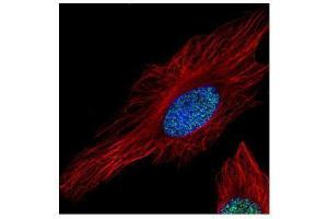 ICC/IF Image Confocal immunofluorescence analysis (Olympus FV10i) of paraformaldehyde-fixed HeLa, using Histone H3. (Histone H3.3 抗体)