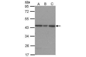 WB Image Sample (30 ug of whole cell lysate) A: A431 B: H1299 C: HepG2 12% SDS PAGE antibody diluted at 1:1500 (ERK2 抗体  (N-Term))