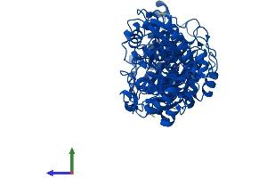 AlphaFold protein structure predicition of Mouse Recombinant Tkt Protein, UniprotID P40142