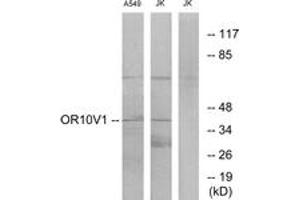 Western blot analysis of extracts from A549/Jurkat cells, using OR10V1 Antibody. (OR10V1 抗体  (AA 161-210))