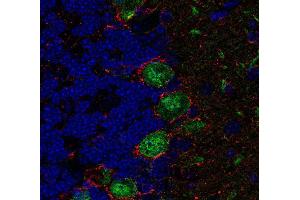 Indirect immunolabeling of PFA fixed, paraffin embedded mouse cerebellum with rabbit anti-GAT 1 (dilution 1 : 500; red) and chicken anti-calbindin (, dilution 1 : 500; green).