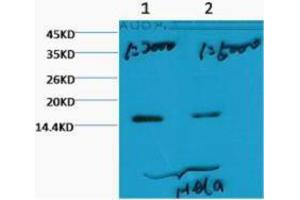 Western Blotting (WB) image for anti-Histone 3 (H3) (H3K79me3) antibody (ABIN3178644) (Histone 3 抗体  (H3K79me3))