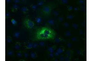 Anti-ALDH1L1 mouse monoclonal antibody (ABIN2452749) immunofluorescent staining of COS7 cells transiently transfected by pCMV6-ENTRY ALDH1L1 (RC213720). (ALDH1L1 抗体)